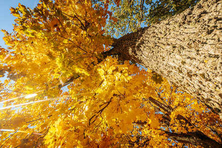 Maple tree with yellow leaves on blue sky background in autumn seasonの写真素材