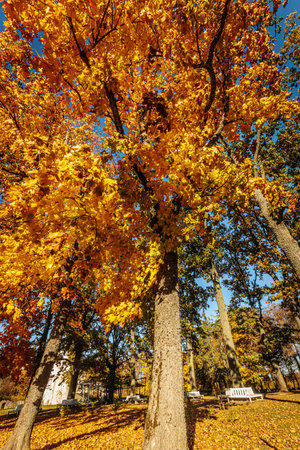 Colorful autumn trees in the park. Autumn landscape. Fall season.の写真素材