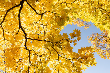 yellow maple leaves on a background of blue sky, note shallow depth of fieldの写真素材