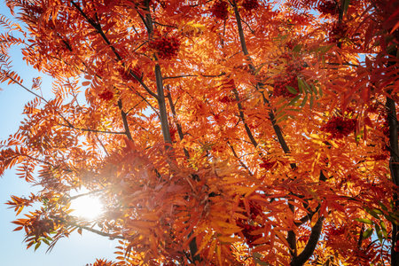 Autumn rowan tree with red leaves and sun in the backgroundの写真素材