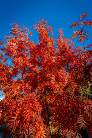 Autumn leaves of a mountain ash on a background of blue skyの写真素材