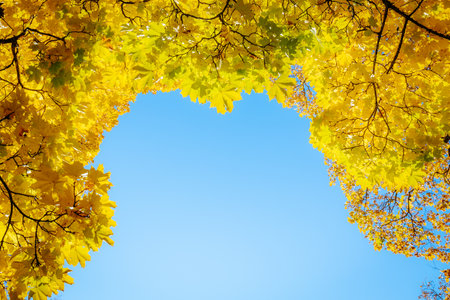 Colorful autumn leaves on blue sky background with copy space for textの写真素材