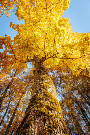 Ginkgo biloba tree with yellow leaves in autumn forest.の写真素材
