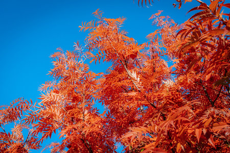 Red leaves of rowan against the blue sky. Autumn background.の写真素材