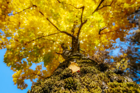 Maple tree in autumn season with yellow leaves and blue sky backgroundの写真素材