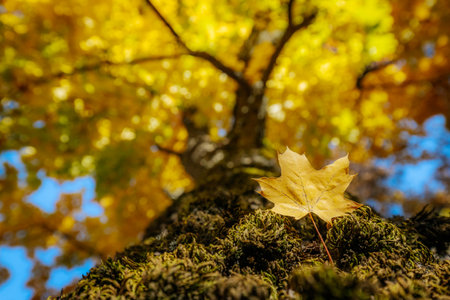 Autumn maple leaf on mossy tree trunk with blurred background.の写真素材