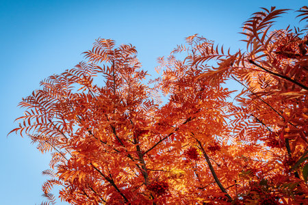 Autumn landscape with bright colorful leaves of mountain ash. Indian summer.の写真素材
