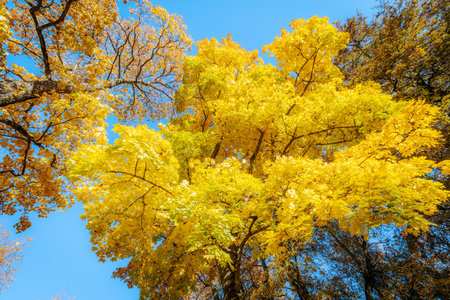 Maple trees with yellow leaves on blue sky background in autumn seasonの写真素材