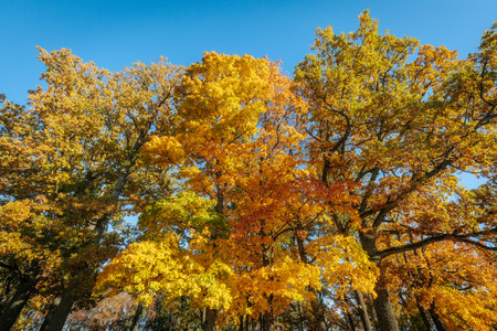 Trees in the autumn forest. Colorful foliage in the park.の写真素材