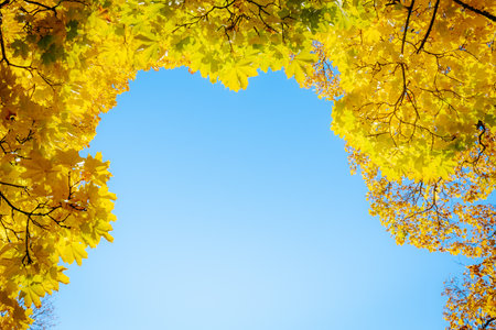 Heart shaped frame of autumn maple leaves with blue sky background, copy spaceの写真素材