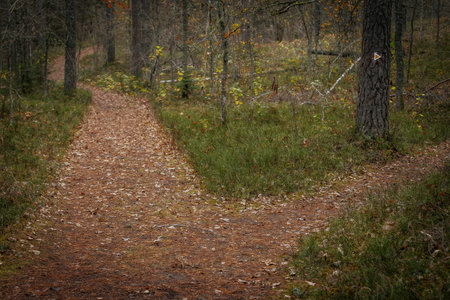 Path in the autumn forest with trees and fallen leaves on the ground