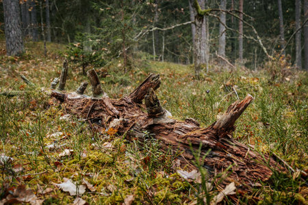 old rotten tree trunk in autumn forest with moss and green foliage - abstract environmental...