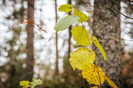 Colorful autumn leaves on a tree branch in the forest. Autumn backgroundの写真素材