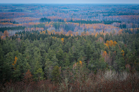 Aerial view of autumn forest. Colorful foliage in the forest.の写真素材