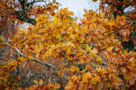 Autumn oak tree with yellow leaves in forest. Selective focusの写真素材
