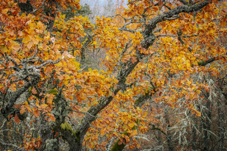 Autumn forest. Colorful leaves on the branches of trees.の写真素材