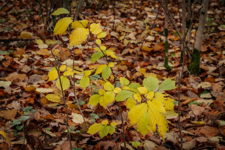Autumn leaves in the forest. Autumn background. Selective focus.の写真素材