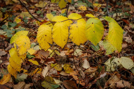 Autumn leaves in the forest. Colorful autumn leaves in the forestの写真素材