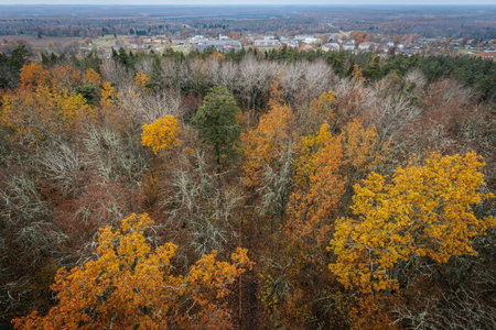 Aerial view of the forest in autumn. Colorful trees in fall.の写真素材