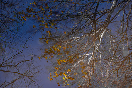 Birch branches with yellow leaves against the blue sky in autumn.の写真素材