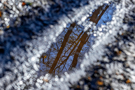 Reflection of a tree in a puddle. Abstract background.の写真素材