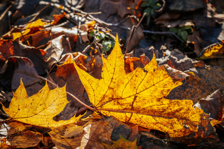 autumn leaves on the ground in the forest, note shallow depth of fieldの写真素材
