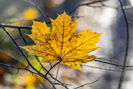 Yellow maple leaf on a branch in the autumn forest. Autumn backgroundの写真素材