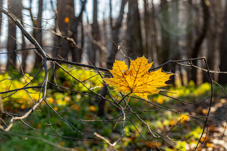 Yellow maple leaf on the branches of a tree in the autumn forestの写真素材