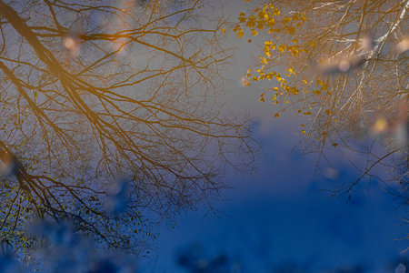 Reflection of trees in the water, autumn forest, nature seriesの写真素材