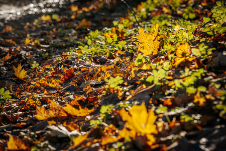 Autumn leaves on the ground in the forest. Shallow depth of fieldの写真素材