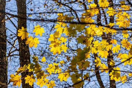 Yellow maple leaves on the branches of a tree in the autumn forestの写真素材