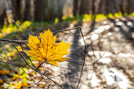 yellow maple leaf on the ground in autumn forest. shallow depth of fieldの写真素材