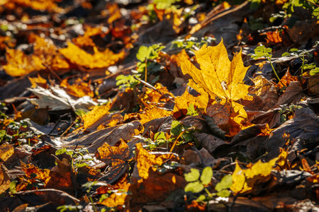 Fallen maple leaves on the ground in the autumn forest. Selective focus.の写真素材