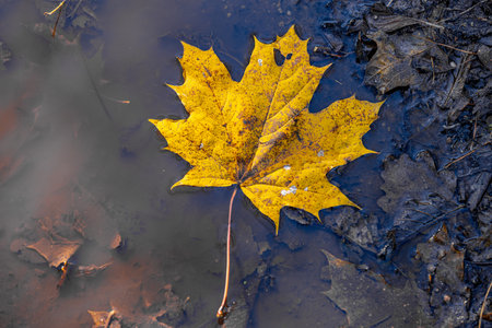 Yellow maple leaf in a puddle of water. Autumn background.の写真素材