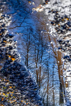 Reflection of trees in the mirror of a bridge in the forestの写真素材