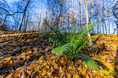 A vibrant green fern grows amidst a forest floor covered in brown and yellow autumn leaves. Sunlight filters through the trees, casting shadows and adding depth.の写真素材