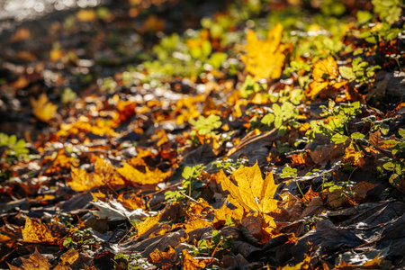 Maple leaves on the ground in autumn. Selective focus.の写真素材
