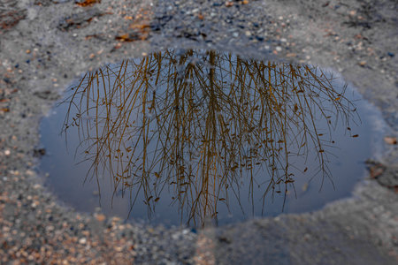 Reflection of tree branches in the puddle on the ground.の写真素材
