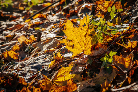 Maple leaves on the ground in the autumn forest. Natural backgroundの写真素材