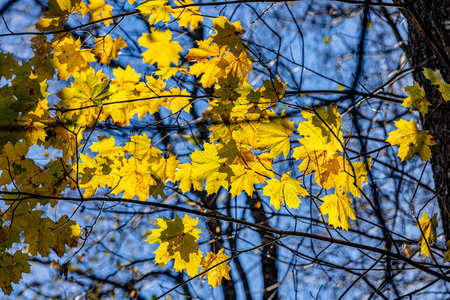 yellow maple leaves on branches in autumn forest with blue sky in backgroundの写真素材