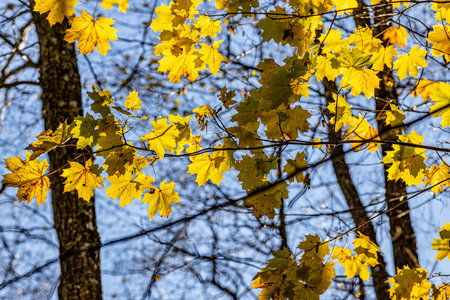 yellow maple leaves on the branches of a tree in the autumn forestの写真素材