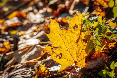Yellow maple leaf on the ground in the autumn forest. Autumn backgroundの写真素材