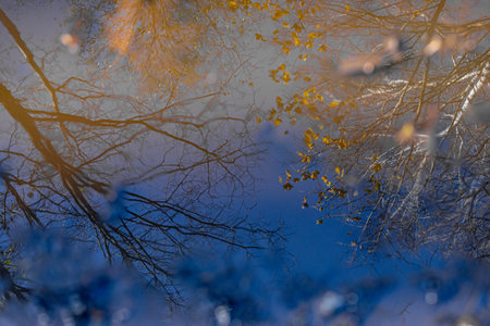 Reflection of autumn trees in the water. Fall season. Selective focus.の写真素材