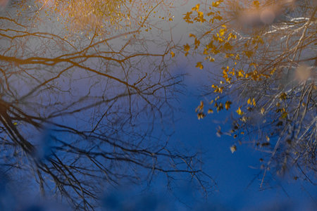 A serene view of bare tree branches reflected in two puddles on a gravel path. The water mirrors the sky, creating a peaceful and abstract composition.の写真素材