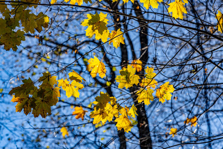 Yellow maple leaves on the branches of a tree against the blue skyの写真素材