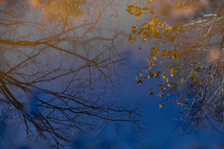 Autumn leaves on the branches of trees in the forest on a background of blue skyの写真素材