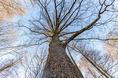 Bottom view of big old tree in the forest with blue sky backgroundの写真素材