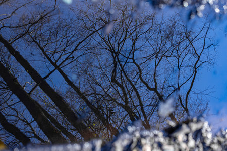 Reflection of tree branches in the mirror of a car windshield.の写真素材