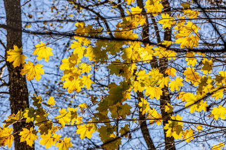 yellow maple leaves on the branches of trees in the forest in autumnの写真素材