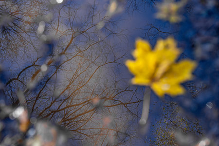 Reflection of trees in the water, autumn season, selective focusの写真素材